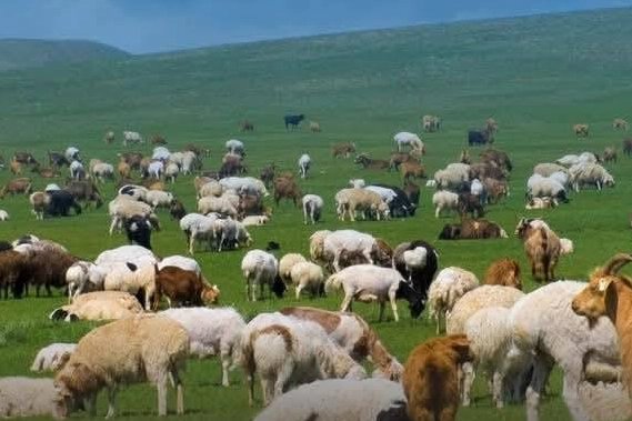 Kırsalda Bereket Projesi ile küçükbaş hayvancılığa destek veriliyor, son başvuru 30 Nisan.