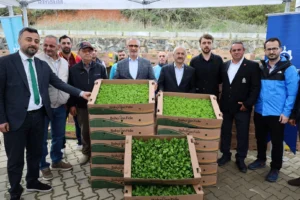 Kocaeli'de çiftçilere yönelik yüzde 75 hibeli sebze fidesi desteği