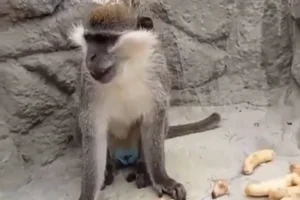 Denizli'de fırtınadan kaçan ve ekiplerce yeniden koruma altına alınan maymun