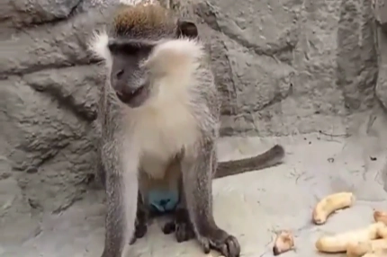 Denizli'de fırtınadan kaçan ve ekiplerce yeniden koruma altına alınan maymun