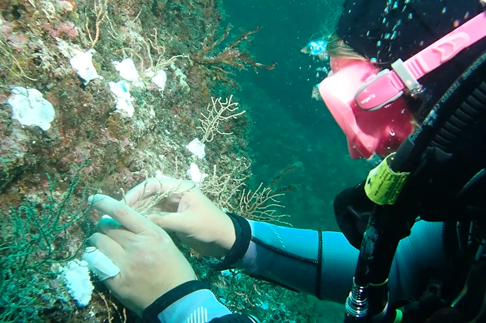Marmara Denizi'nde mercanların yaşam alanlarını iyileştirmek için yapılan restorasyon çalışmaları.