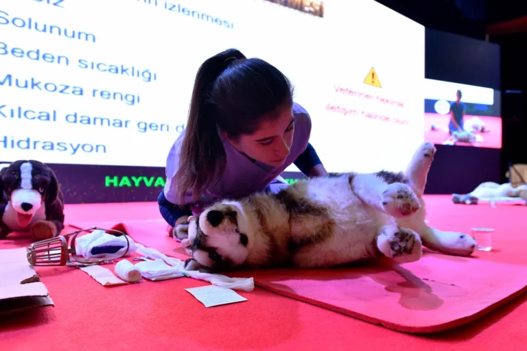 Ankara Büyükşehir Belediyesi'nin sokak hayvanları için sağladığı sağlık ve yaşam desteği