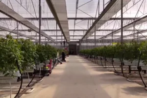 Çaycuma Sera Organize Tarım Bölgesi'nde seralarda üretim yapılıyor