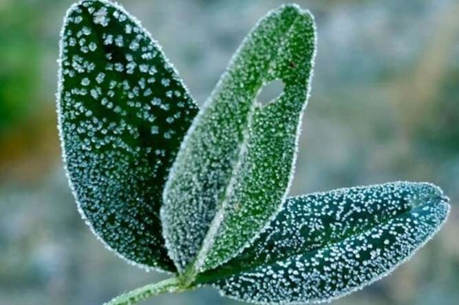 Bursa'da çiftçilere zirai don uyarısı yapıldı