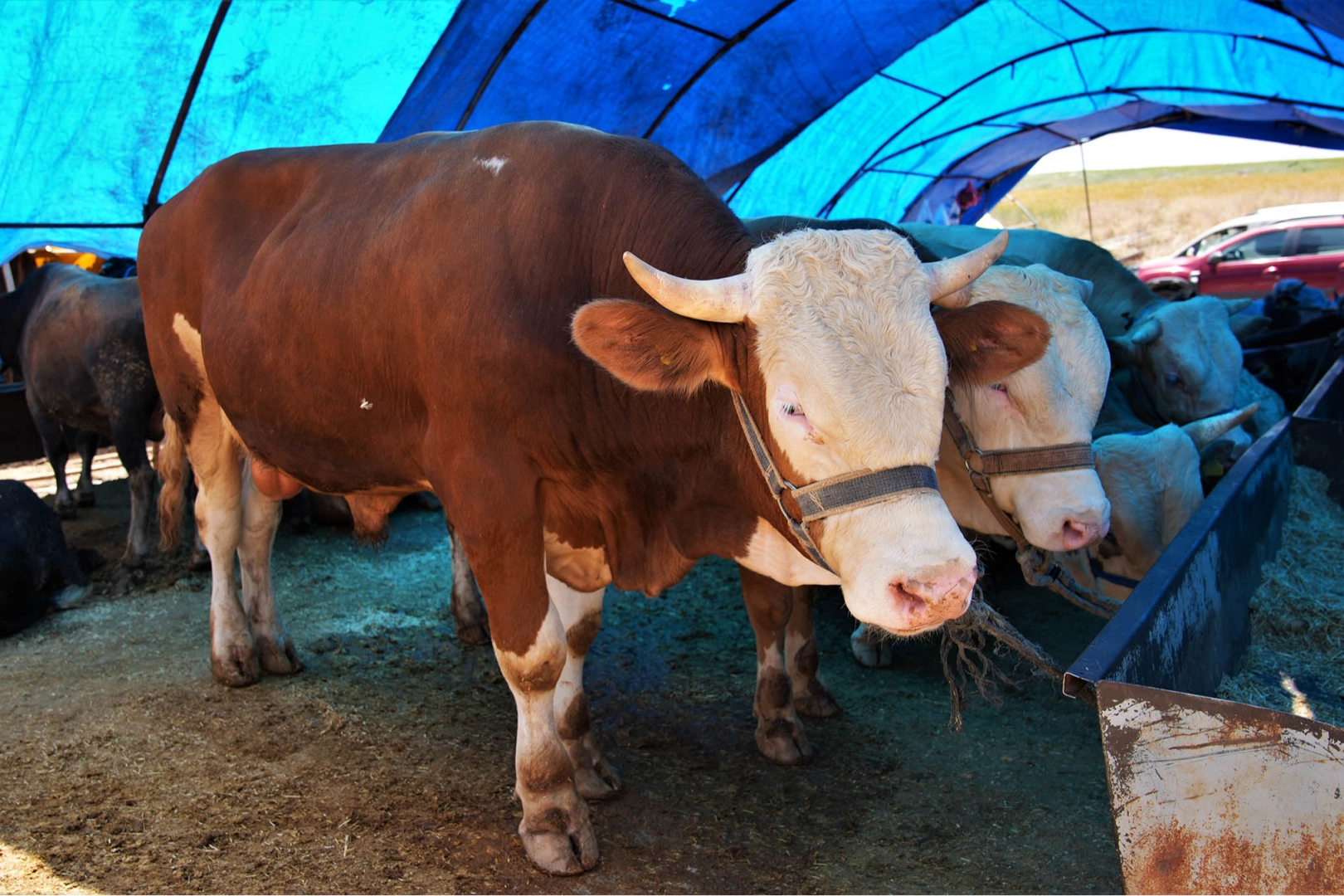 Keçiören Belediyesi tarafından belirlenen kurban satış alanında kurbanlık hayvanlar satılıyor