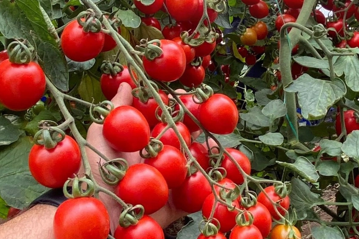 Balıkesir'de bir zincir markette kokteyl domatesin fahiş fiyata satılmasına ilişkin Ticaret Bakanlığı incelemesi