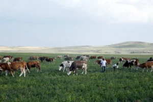 Kars Ani'de meraların durumu hakkında Tarım ve Orman Bakanlığı'ndan açıklama ve otlatma takvimi bilgileri