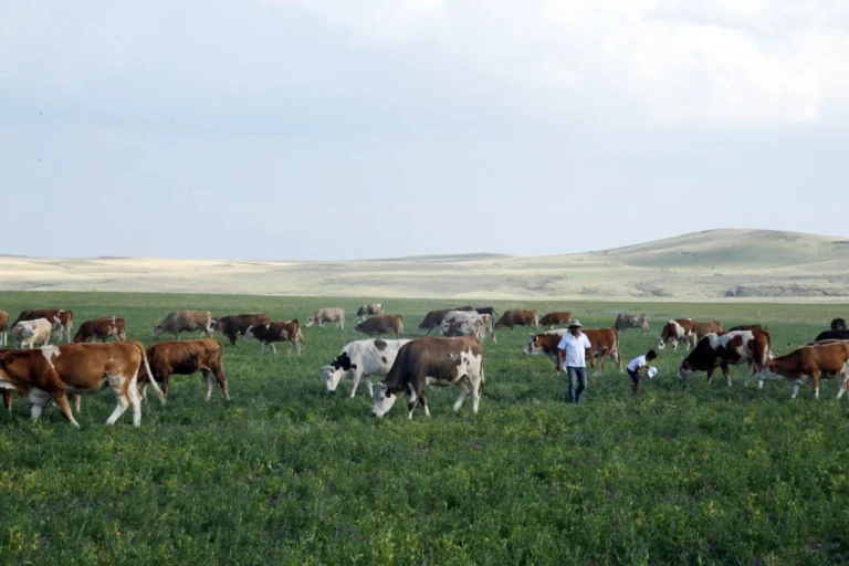 Kars Ani'de meraların durumu hakkında Tarım ve Orman Bakanlığı'ndan açıklama ve otlatma takvimi bilgileri