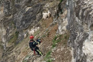 Kocaeli İtfaiyesi ekipleri sarp arazide mahsur kalan 15 keçi ve oğlağı kurtardı.