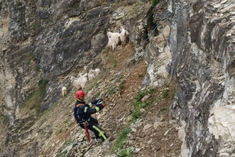 Kocaeli İtfaiyesi ekipleri sarp arazide mahsur kalan 15 keçi ve oğlağı kurtardı.