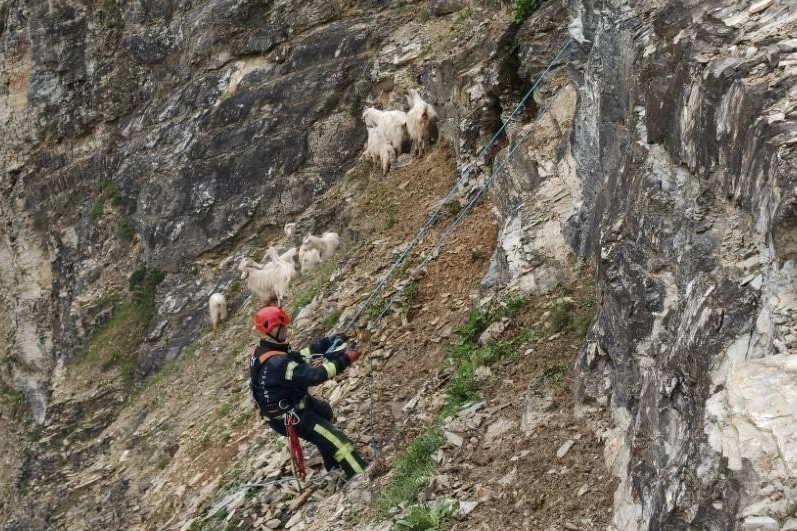 Kocaeli İtfaiyesi ekipleri sarp arazide mahsur kalan 15 keçi ve oğlağı kurtardı.