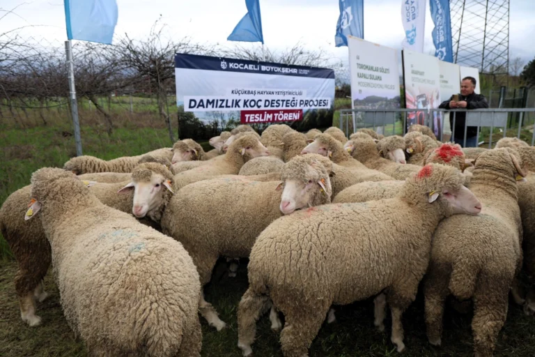 Kocaeli Büyükşehir Belediyesi tarafından üreticilere damızlık koç teslimatı