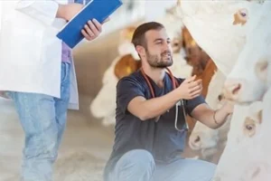 Denizli Büyükşehir Belediyesi'nin üreticilere yönelik veteriner danışmanlık hizmeti projesi kapsamında bir veteriner hekimin çiftlikte hayvanları muayene etmesi