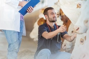 Denizli Büyükşehir Belediyesi'nin üreticilere yönelik veteriner danışmanlık hizmeti projesi kapsamında bir veteriner hekimin çiftlikte hayvanları muayene etmesi