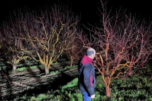 Tarım arazilerinde zirai don tehlikesi