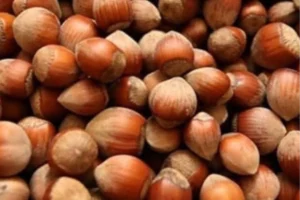 Fındık üreticileri ekonomik krizde, fiyatlar düşük