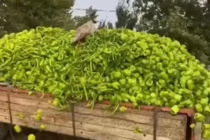 Ticaret Bakanlığı logosu ve biber görseli