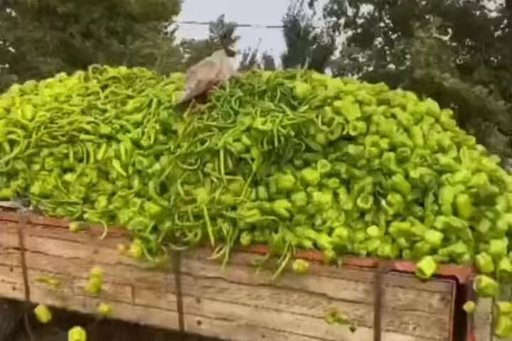 Ticaret Bakanlığı logosu ve biber görseli