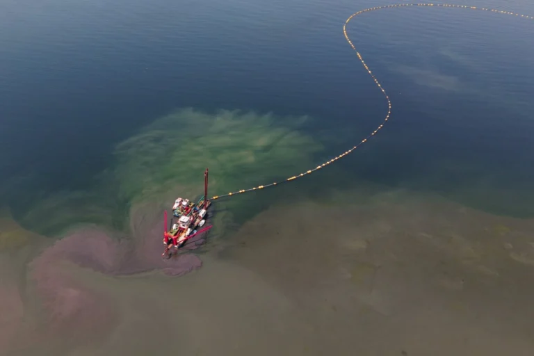 İzmit Körfezi'nde temizlenen dip çamuru sonrası yunusların ve diğer deniz canlılarının geri dönüşünü gösteren çevre projesi