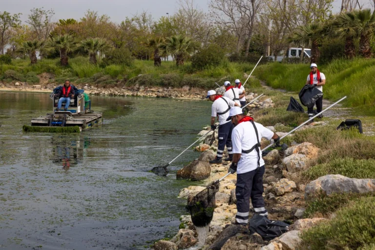 İzmir Körfezi'nde Çakalburnu Lagünü'nden toplanan deniz marulları temizlik çalışması.