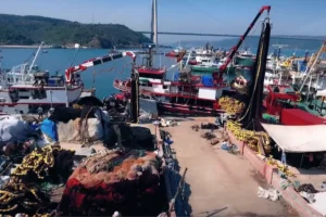 2025-2026 sezonu hamsi avcılığında 245 bin tonla rekor seviye