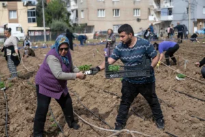 Bornova'da kent bostanlarında yaz sezonu için fide ve tohum ekimi yapıldı