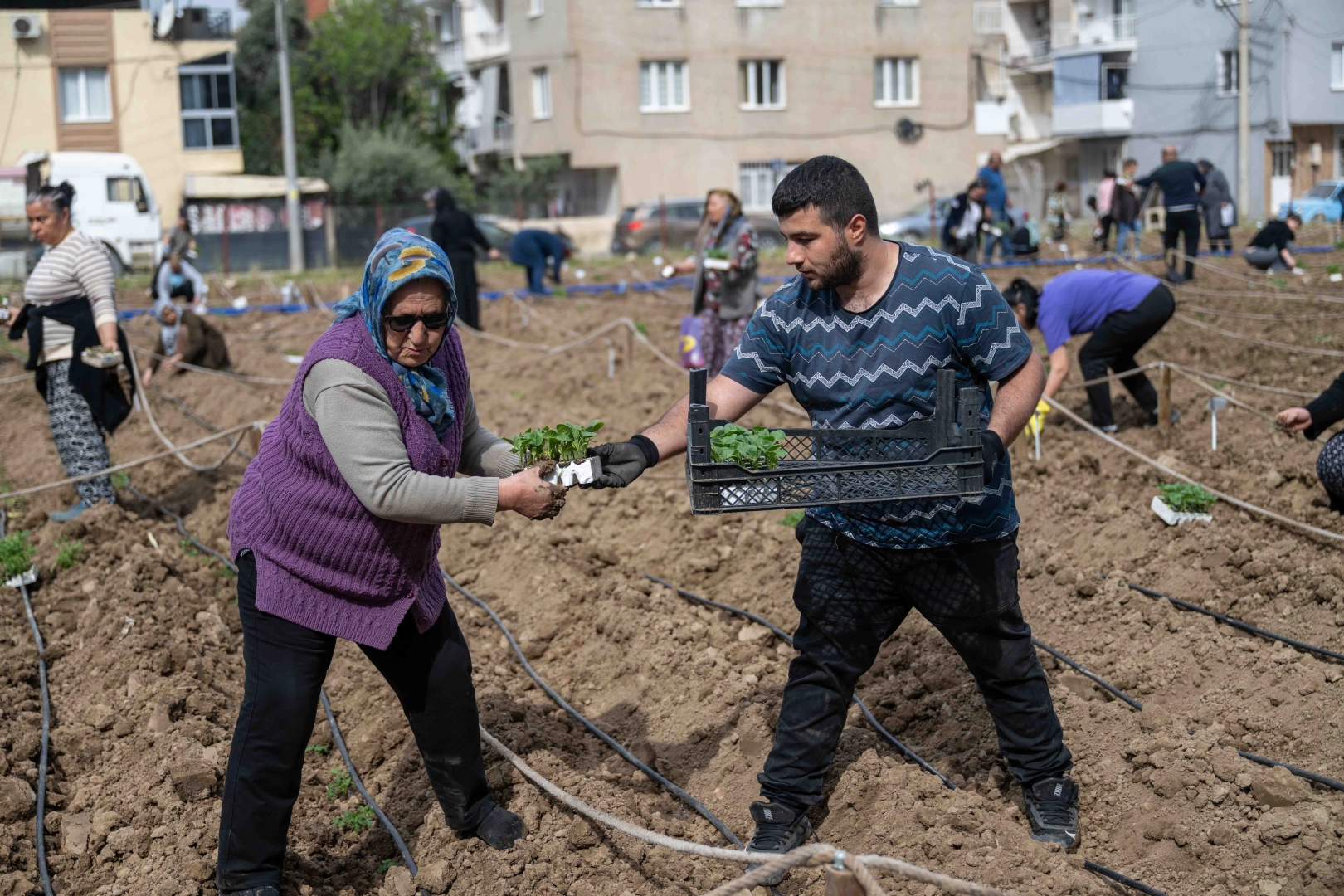 Bornova'da kent bostanlarında yaz sezonu için fide ve tohum ekimi yapıldı