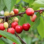 Türkiye'de 2026 kiraz hasat sezonu başladı, rekolte beklentisi yüksek