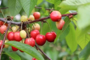 Türkiye'de 2026 kiraz hasat sezonu başladı, rekolte beklentisi yüksek