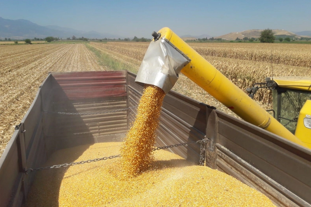 Mısır ithalatına yönelik 3 milyon tonluk tarife kontenjanı açıldı.