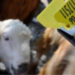 Hayvan sahipleri için aşı ve küpe ücretlerinin desteklerden düşüleceğine dair haber görseli