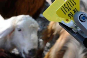 Hayvan sahipleri için aşı ve küpe ücretlerinin desteklerden düşüleceğine dair haber görseli