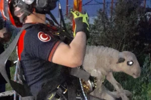 İzmir'de itfaiye ekipleri tarafından 20 metrelik kuyudan kurtarılan kuzu