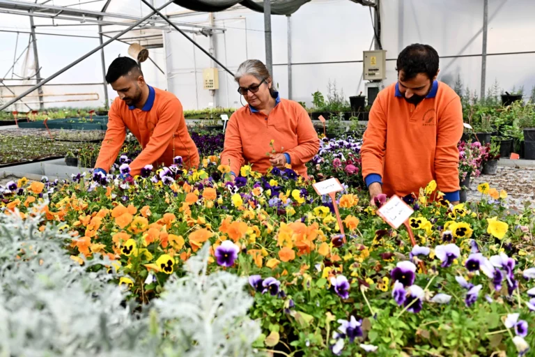 Antalya Muratpaşa'da Çiçek Desenleri Günleri için 130 bin dal çiçek yetiştiriliyor