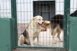 Çekmeköy'de sokak hayvanları için açılan 75 dönümlük doğal yaşam alanı