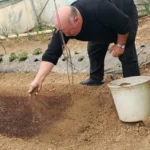 Bilecik Pazaryeri'nde çiftçiler tütün tarlalarını inceliyor