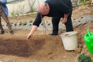 Bilecik Pazaryeri'nde çiftçiler tütün tarlalarını inceliyor