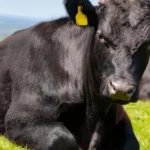 Kırsalda Bereket projesi kapsamında gebe düve dağıtımları başlıyor