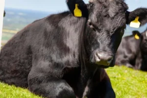 Kırsalda Bereket projesi kapsamında gebe düve dağıtımları başlıyor