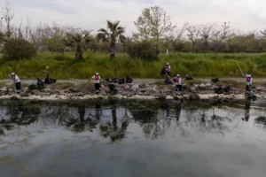 İzmir Körfezi'nde deniz marulu sorununun kaynağı Gediz Havzası'ndaki kirlilik olarak gösterildi.