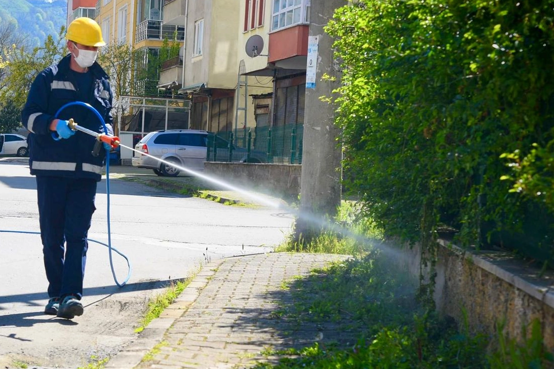 Giresun'da kahverengi kokarca zararlısıyla mücadele kapsamında ilaçlama çalışması yapan belediye ekipleri