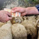 2026 yılı Kurban Hizmetleri Tebliği'nin yayımlanması ve kurbanlık girişleri ile kesim kurallarını konu alan haber görseli.