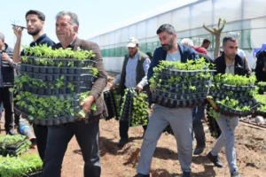 Şanlıurfa Büyükşehir Belediyesi tarafından çiftçilere dağıtılan sebze fideleri