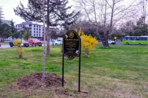 Erzincan'da 'Masumiyet Çınarları' fidanları dikildi, şehit öğretmen ve öğrenciler anıldı.