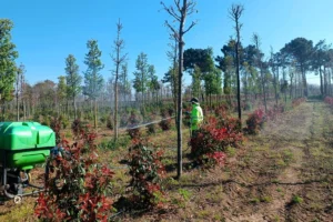 Kocaeli'de fidanlara zararlı böceklerden korunmak için insektisit uygulaması yapılıyor.