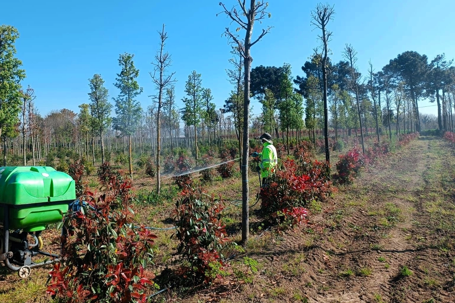 Kocaeli'de fidanlara zararlı böceklerden korunmak için insektisit uygulaması yapılıyor.