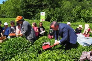 Çay İşletmeleri Genel Müdürlüğü personel alımında yaş şartının kaldırıldığını gösteren görsel.