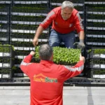 Ankara Büyükşehir Belediyesi tarafından çiftçilere fide dağıtımı yapılıyor