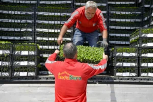Ankara Büyükşehir Belediyesi tarafından çiftçilere fide dağıtımı yapılıyor