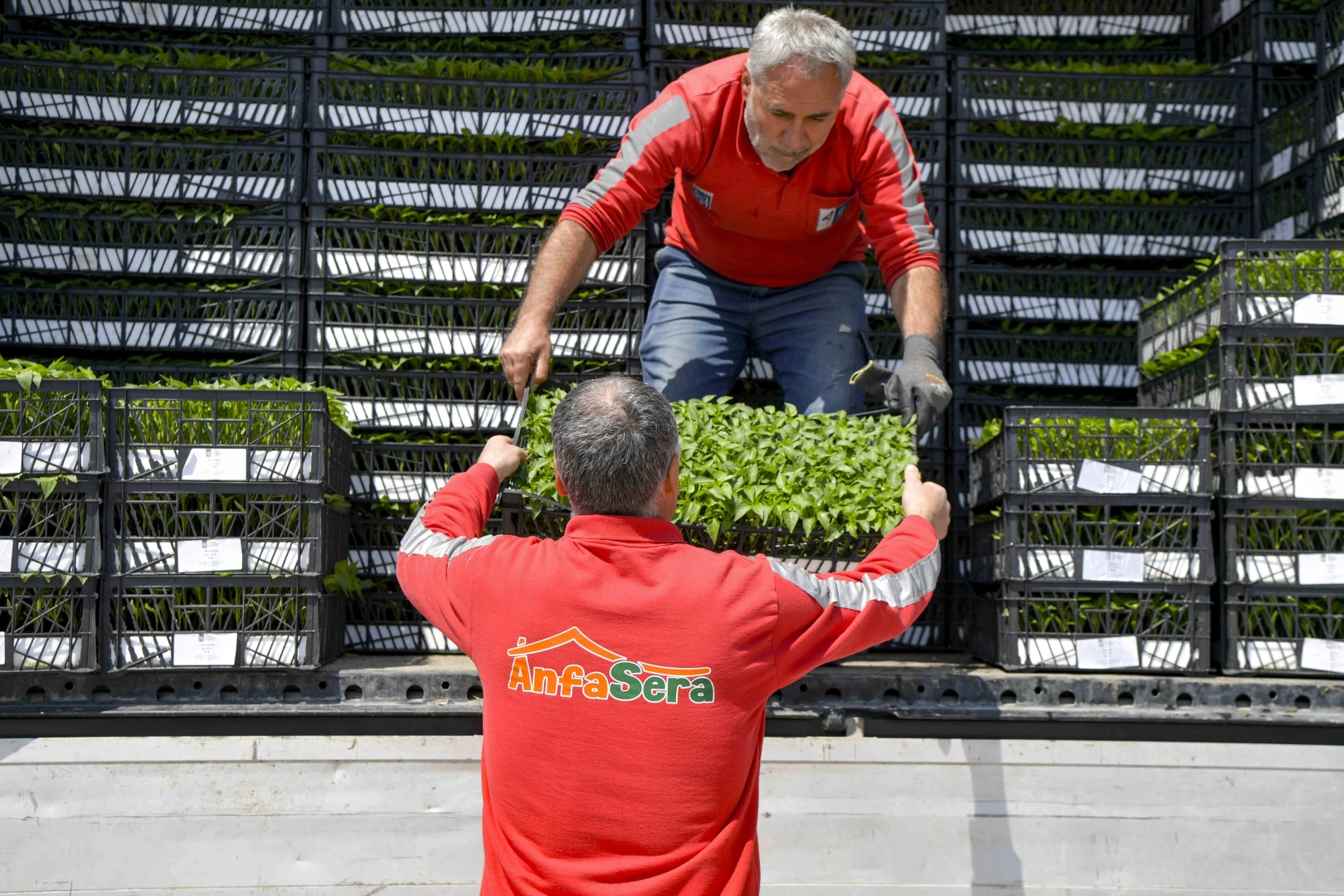 Ankara Büyükşehir Belediyesi tarafından çiftçilere fide dağıtımı yapılıyor
